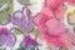 Garden-ピンク Garden-ピンク