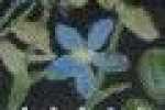 Wild Flower-ブラック Wild Flower-ブラック