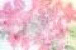 Botanical Flower-ローズピンク Botanical Flower-ローズピンク