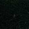 BLACK BLACK