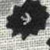 monotone