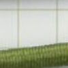パロットグリーン