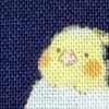 ネイビー インコ