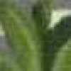 gray green