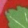 poppy red