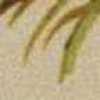 ベージュ